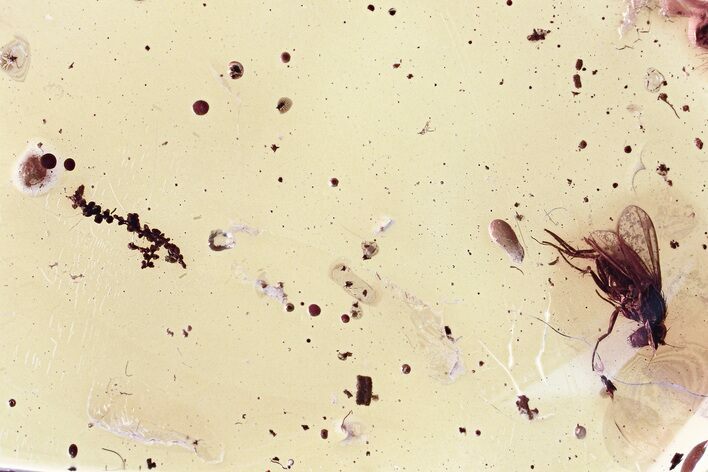 Fossil Long-Legged Fly & Liverwort (Marchantiophyta) In Baltic Amber #325472